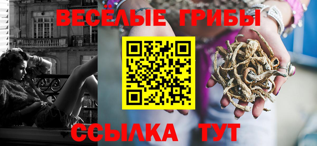Зеленогорск  Псилоцибиновые грибы Cubensis  Вход с VPN 